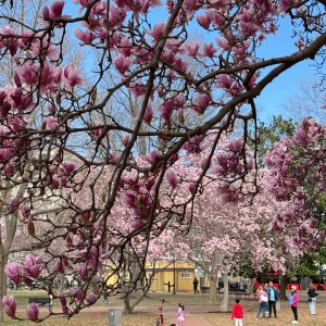2205748838 Where to See Cherry Blossoms This Spring Without Leaving the Northeast
