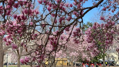 2205748838 Where to See Cherry Blossoms This Spring Without Leaving the Northeast