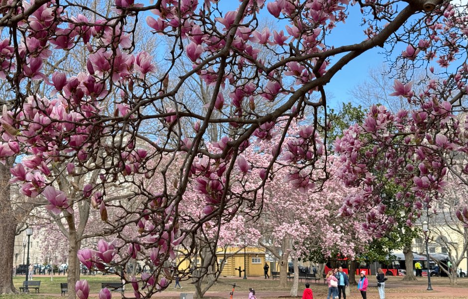 2205748838 Where to See Cherry Blossoms This Spring Without Leaving the Northeast