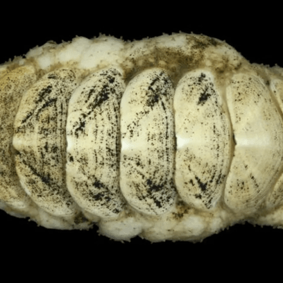 Senckenberg Ocean Species Alliance