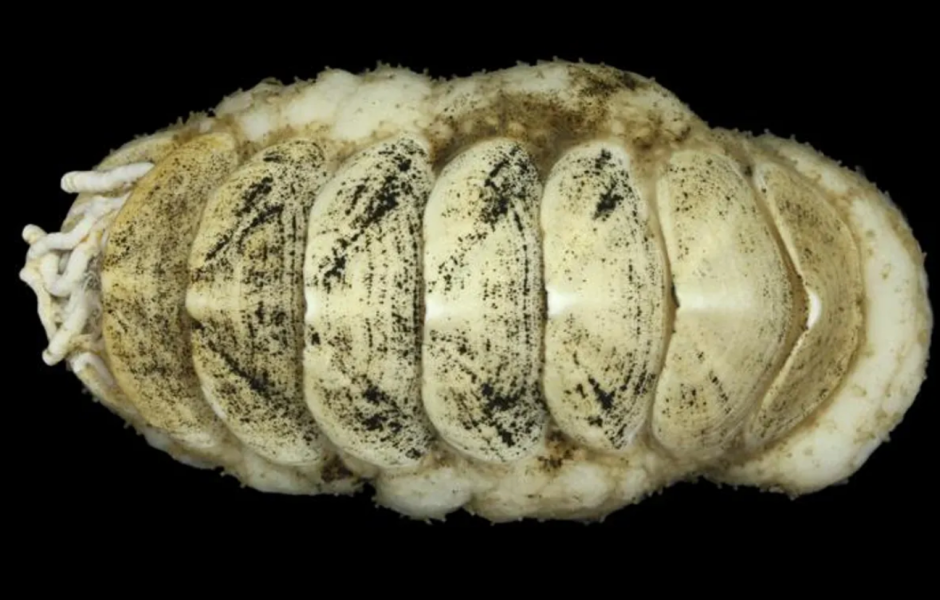 Senckenberg Ocean Species Alliance