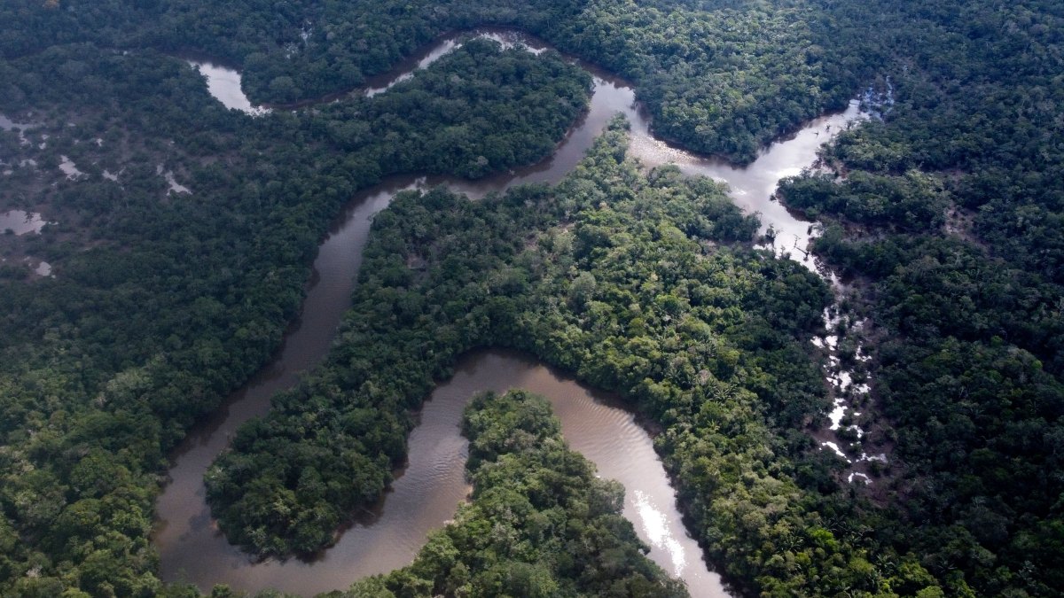 1246964141 amazon rain forest new species