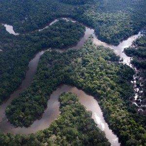 1246964141 amazon rain forest new species