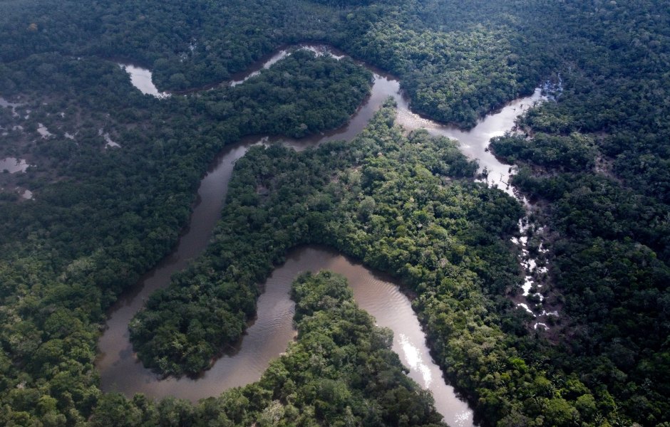 1246964141 amazon rain forest new species