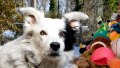Chaser the Border Collie