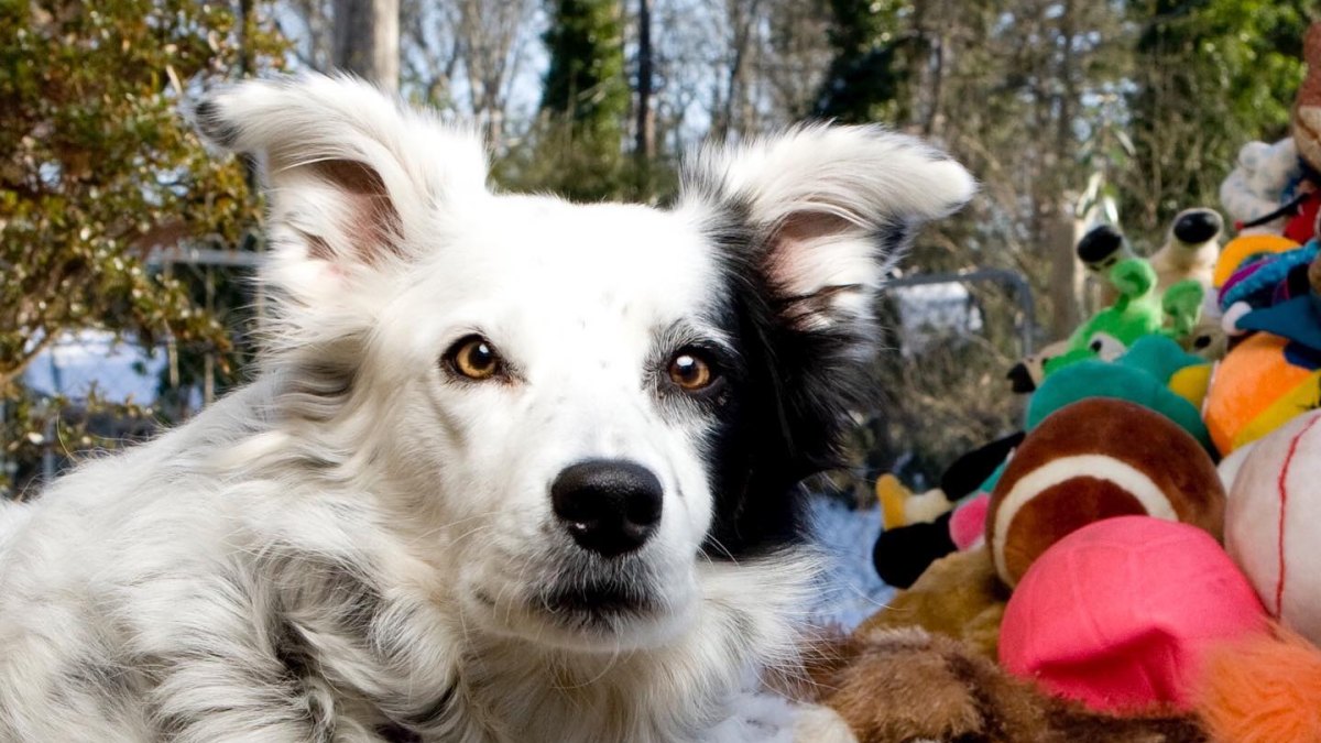 Chaser the Border Collie