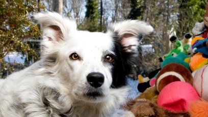 Chaser the Border Collie
