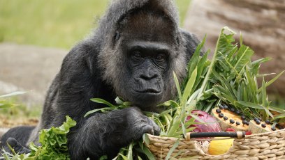 Gorilla lady Fatou, the oldest of Berlin's zoo and also considered to be even the world's oldest, discovers her birthday basket with a "gorilla food surprise" on April 11, 2025 in her enclosure at the zoo of Berlin, as she turns 68. (Photo by Odd ANDERSEN / AFP) (Photo by ODD ANDERSEN/AFP via Getty Images)