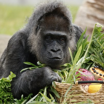 Gorilla lady Fatou, the oldest of Berlin's zoo and also considered to be even the world's oldest, discovers her birthday basket with a "gorilla food surprise" on April 11, 2025 in her enclosure at the zoo of Berlin, as she turns 68. (Photo by Odd ANDERSEN / AFP) (Photo by ODD ANDERSEN/AFP via Getty Images)