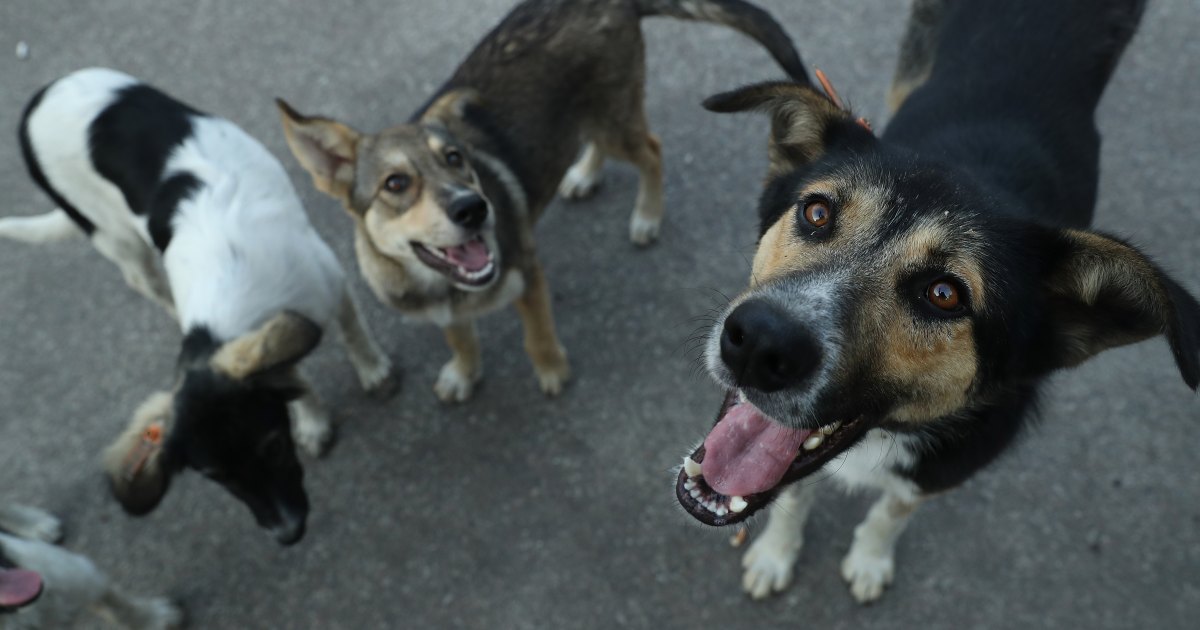 Could We One Day Talk to Animals? Here’s What Research Shows