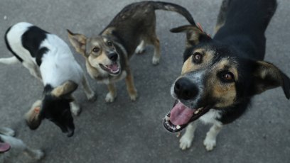 CHORNOBYL, UKRAINE - AUGUST 17: Stray dogs seek a handout of food outside the workers cafeteria at the Chernobyl nuclear power plant on August 17, 2017 near Chornobyl, Ukraine. An estimated 900 stray dogs live in the Chernobyl exclusion zone, many of them likely the descendants of dogs left behind following the mass evacuation of residents in the aftermath of the 1986 nuclear disaster at Chernobyl. Volunteers, including veterinarians and radiation experts from around the world, are participating in an initiative called The Dogs of Chernobyl, launched by the non-profit Clean Futures Fund. Participants capture the dogs, study their radiation exposure, vaccinate them against parasites and diseases including rabies, tag the dogs and release them again into the exclusion zone. Some dogs are also being outfitted with special collars equipped with radiation sensors and GPS receivers in order to map radiation levels across the zone. (Photo by Sean Gallup/Getty Images)