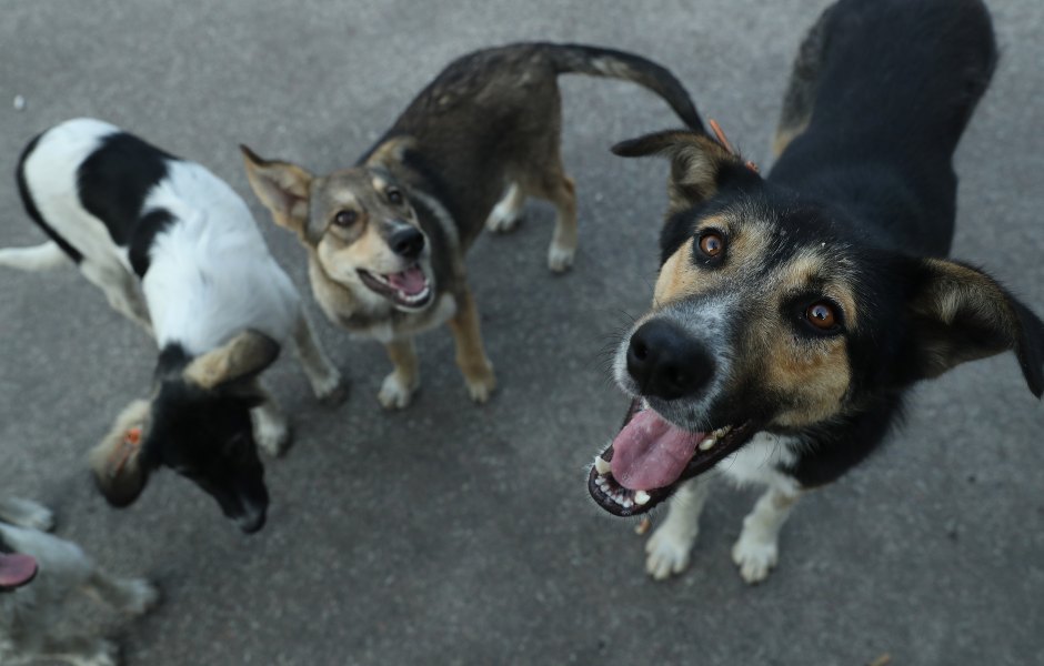 CHORNOBYL, UKRAINE - AUGUST 17: Stray dogs seek a handout of food outside the workers cafeteria at the Chernobyl nuclear power plant on August 17, 2017 near Chornobyl, Ukraine. An estimated 900 stray dogs live in the Chernobyl exclusion zone, many of them likely the descendants of dogs left behind following the mass evacuation of residents in the aftermath of the 1986 nuclear disaster at Chernobyl. Volunteers, including veterinarians and radiation experts from around the world, are participating in an initiative called The Dogs of Chernobyl, launched by the non-profit Clean Futures Fund. Participants capture the dogs, study their radiation exposure, vaccinate them against parasites and diseases including rabies, tag the dogs and release them again into the exclusion zone. Some dogs are also being outfitted with special collars equipped with radiation sensors and GPS receivers in order to map radiation levels across the zone. (Photo by Sean Gallup/Getty Images)